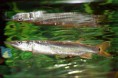/album/importados-exoticos/rocket-garfish-jpg/